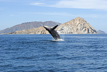 Humpback whale (megaptera novaeangliae) Gulf of California. A humpback whale breaches in front of Isla San Diego.