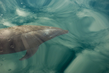 Bottlenose dolphin (tursiops truncatus) Gulf of California. A bottlenose dolphin in a sea of reflected clouds.