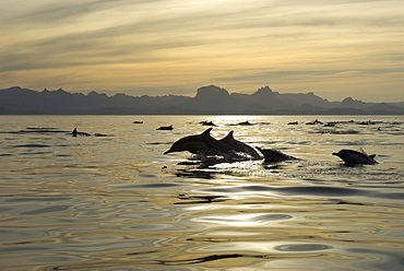 Common dolphins (delphinus delphis) Gulf of California. Common dolphins in a golden sea at dawn.