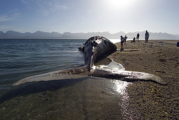 Humpback whale (megaptera novaeangliae) Gulf of California.A group of whalewatching tourists inspect a dead humpback whale.