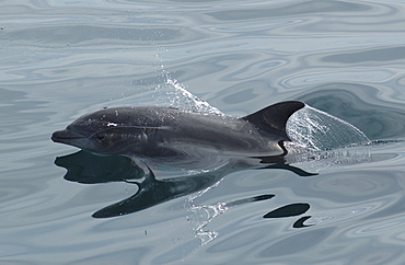 A bottlenose dolphin (Tursiops truncatus) in an oily grey sea. Gulf of California.  (RR)  