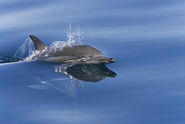 Common Dolphins. Baja, Mexico