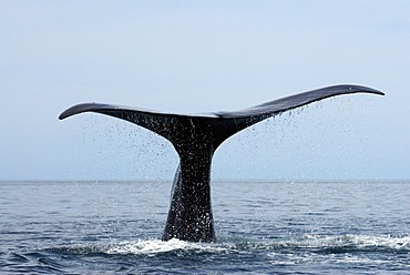 Sperm whale (physeter macrocephalus) Gulf of California.The tail of a sperm whale.