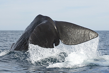 Sperm whale (physeter macrocephalus) Gulf of California.A sperm whale tail.