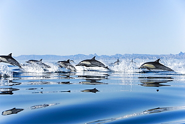 Common dolphin (delphinus delphis) Gulf of California Mexico.