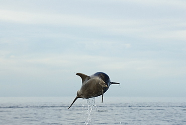 Bottlenose dolphin (tursiops truncatus) Gulf of California.A leaping bottlenose dolphin head on.