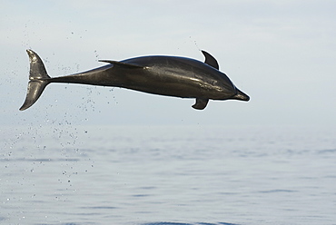 Bottlenose dolphin (tursiops truncatus) Gulf of California. Caught like a sculpture, a breaching dolphin.