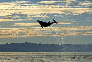 Bottlenose dolphin (tursiops truncatus) Gulf of California.The very high leap of a bottlenose dolphin.