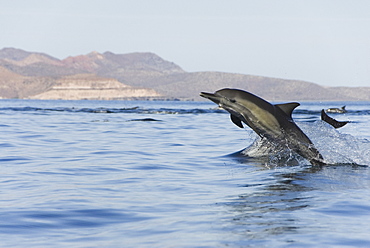 Common Dolphins. Baja, Mexico