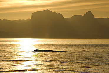 Blue whales (balaenoptera musculus) Gulf of California. A rather wistful view of a blue whale at sundown.