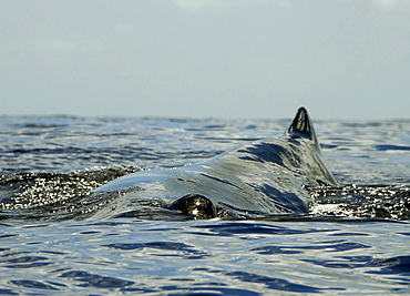 Sperm whale (Physeter macrocephalus) Caribbean.