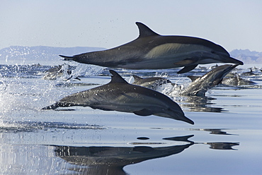 Common Dolphins.  Baja, Mexico    (RR)