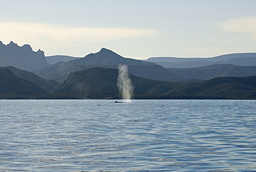 Fin whale (balaenoptera physalus) Gulf of California.The blow of a fin whale is almost as tall as a blue whale blow and hard to distinguish at a distance, here the fin gives it away.