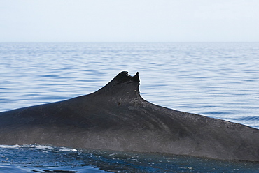 Fin whale (balaenoptera physalus) Gulf of California.A damaged and distinct fin whale fin.