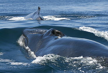 Fin whale (balaenoptera physalus) Gulf of California.The blowholes of a fin whale.