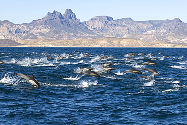 Common dolphin (delphinus delphis) Gulf of California.A group of common dolphins in a hurry.