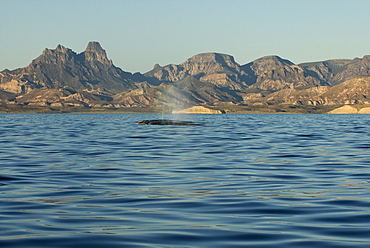 Gray whale (eschrichtius) Gulf of California. Two gray whales creeping quietly along the Mexican coast.
