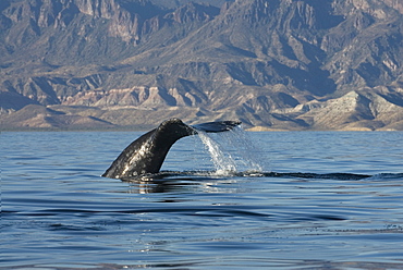 Gray whale (eschrichtius) Gulf of California.The tail of a diving gray whale.