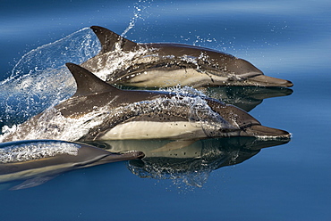 Common dolphin (delphinus delphis) Gulf of California. A trio of common dolphin.