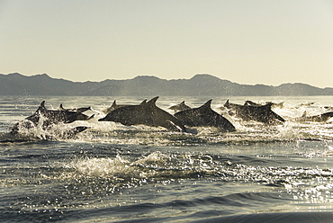 Common Dolphins. Baja, Mexico