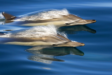 Common dolphin (delphinus delphis) Gulf of California.A pair of speeding common dolphin in a silky sea.