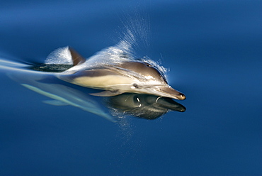 Common dolphin (delphinus delphis) Gulf of California.Head emerging from a siky sea, a common dolphin makes barely a ripple.