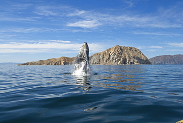 Humpback whale (megaptera novaeangliae) Gulf of California.A breaching humpback.