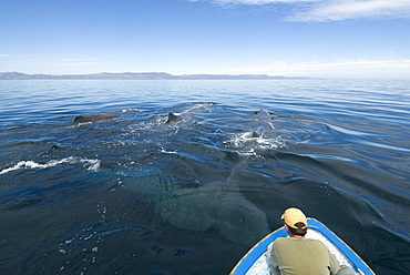 Sperm whale (physeter macrocephalus) Gulf of California. A close up view of sperm whales.