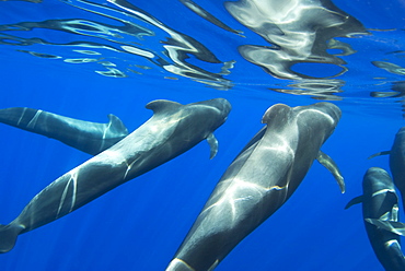 Short finned pilot whale (globicephala macrorynchus) Pilot whales and their reflections at the surface. Canary Islands.        (rr)