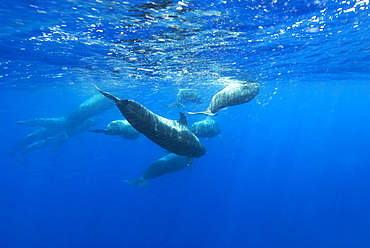 Short finned pilot whale (globicephala macrorynchus) Pilot whales at the surface and among the swell and turbulence. Canary Islands.   (rr)