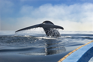 Blue whale (balaenoptera musculus) The tail of a blue whale beside a whale watching boat on a foggy day. The Sea of Cortes