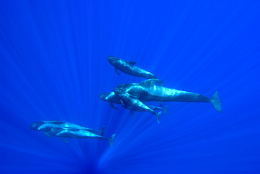 Short finned pilot whale (globicephala macrorynchus) Sunlight fingering a group of pilot whales. Canary Islands.