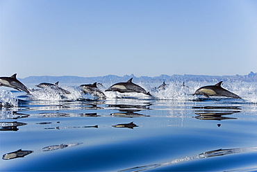 Common dolphin (delphinus delphins) A group of hurriedly moving common dolphins. The Sea of Cortes.