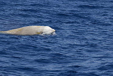 Cuvier's beaked whale (ziphius cavirostris) A Cuvier's beaked whale showing the familiar scarring and odd coloouration of this species. The Canary Islands.