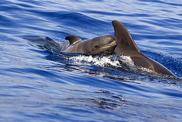 Short finned pilot whale(globicephala macroryhncus) A very young pilot whale and adult. The juvenile showing foetal folds very clearly. Canary Islands