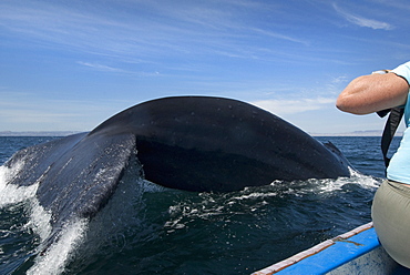 Blue whale (balaenoptera musculus) A blue whale raises its tail alongside a tourist in a small boat.The Gulf of California.