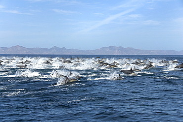 Common dolphin (delphinus delphis) Common dolpins at high speed.  Gulf of California.