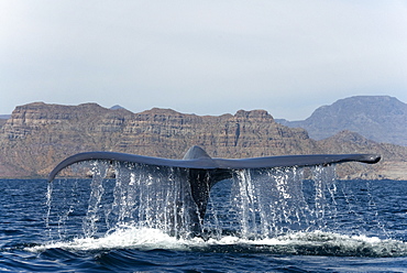 Blue whale (balaenoptera musculus) The tail of a blue whale. The Gulf of California.