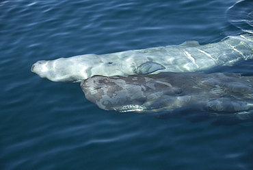 Sperm whale (physeter macrocephalus) A pair of sperm whales pass close to a whalewatching boat.The Gulf of California.