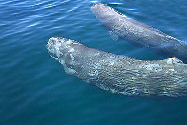 Sperm whale (physeter macrocephalus) A pair of sperm whales pass a whale watching boat, note the very wrinkled skin.The Gulf of California.