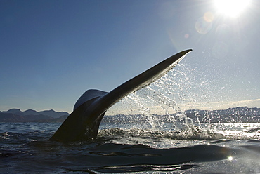 Sperm whale (physeter macrocephalus) A sperm whale tail. The Gulf of California.