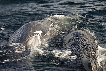 Sperm whale (physeter macrocephalus) Two socialising sperm whales butt against each other. The Gulf of California.