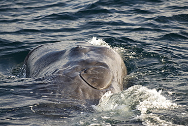 Sperm whale (physeter macrocephalus) A sperm whale rolls on its side while socialising. The Gulf of California.