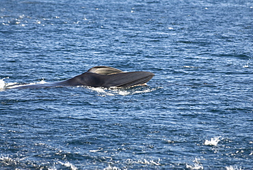 Brydes whale (balaenoptera edeni) A lunging Brydes whale.Gulf of California.