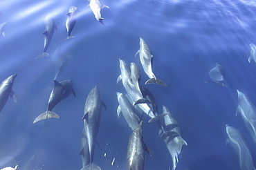 A group of bowriding bottlenose dolphins (Tursiops truncatus). 
Gulf of California.   (RR)