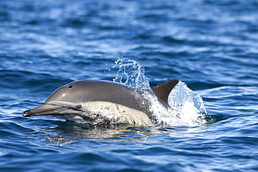 Common dolphin (delphinus delphis) The head of a common dolphin.Gulf of California.