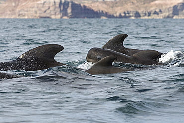 Pilot whale (globicephala macrorynchus) A baby pilot whale in among adults.Gulf of California.