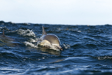 Common dolphin (delphinus delphis) A common dolphin approaching. Gulf of California.