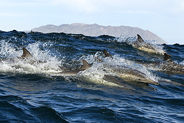 Common dolphin (delphinus delphis) Common dolphins surfing in a large swell.Gulf of California.