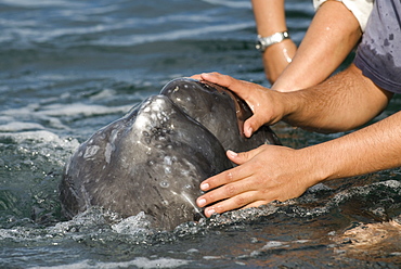 Gray whale (eschrichtius robustus) A gray whale head is clasped by whale watchers. Mexico.